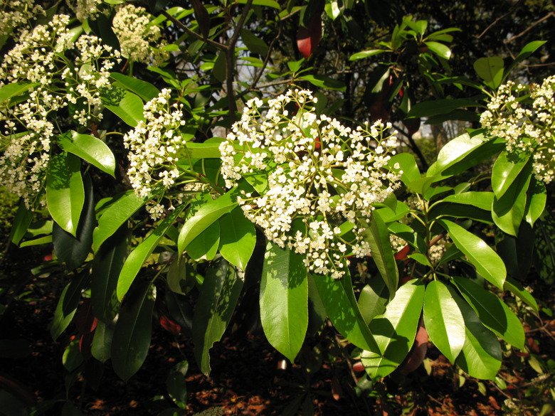 A Chinese photinia Photinia serratifolia plant in the midst of flowering.