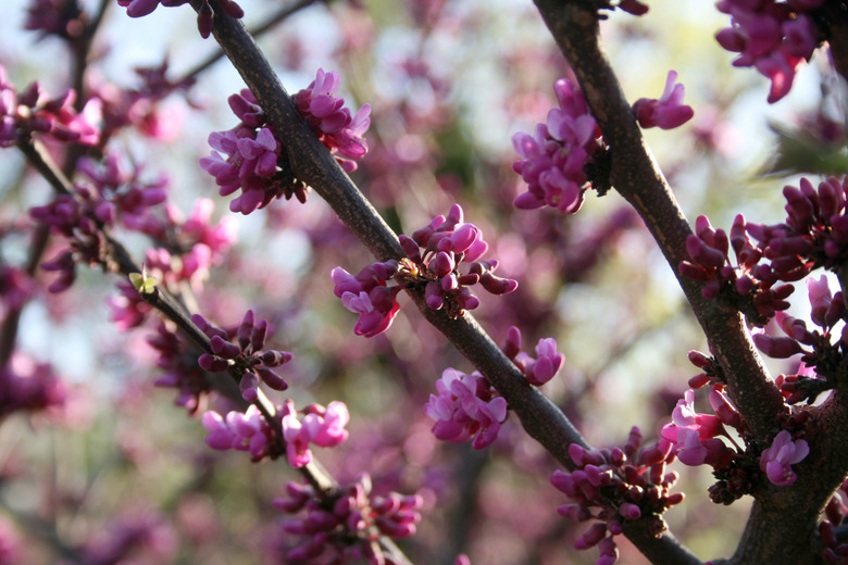 A wealth of magenta flowers growing on an Oklahoma redbud tree Cercis canadensis var. texensis 'Oklahoma'.