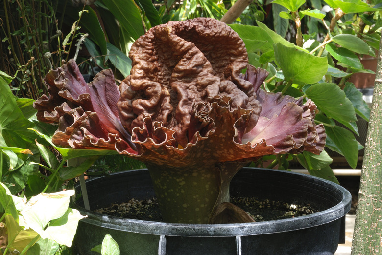 An elephant yam Amorphophallus paeoniifolius plant growing in a pot.