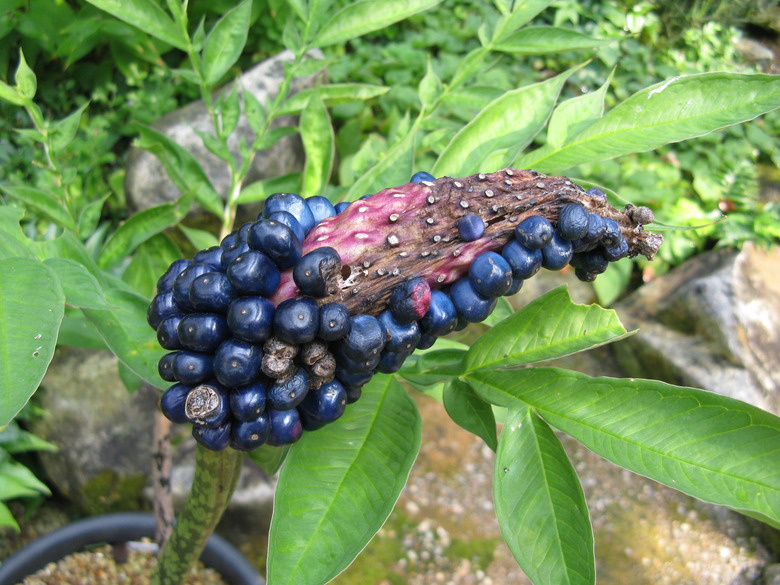 A curious stalk of devil's tongue Amorphophallus kiusianus complete with shiny berries.