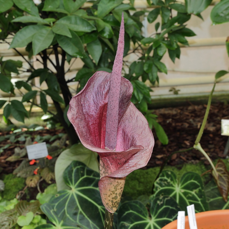 An eye-catching konjac plant Amorphophallus konjac sprouting up in a garden.