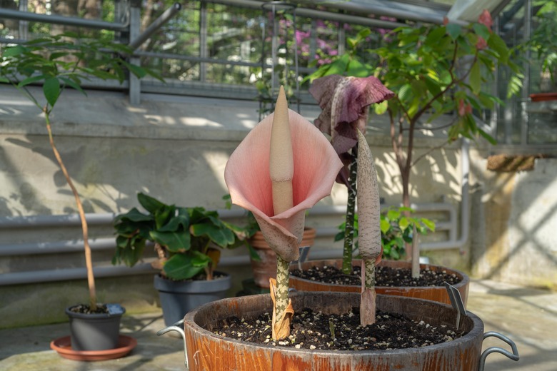 A pink snake plant Amorphophallus bulbifer flower grows in a botanical garden.