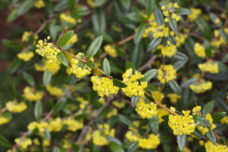 A branch of wintergreen barberry Berberis julianae takes the center focus of a shot.