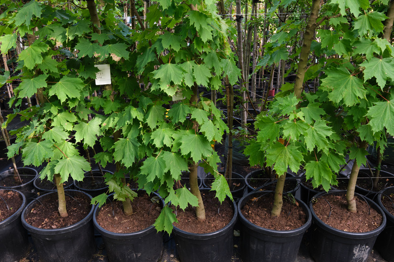 A row of young maple trees in plastic pots.