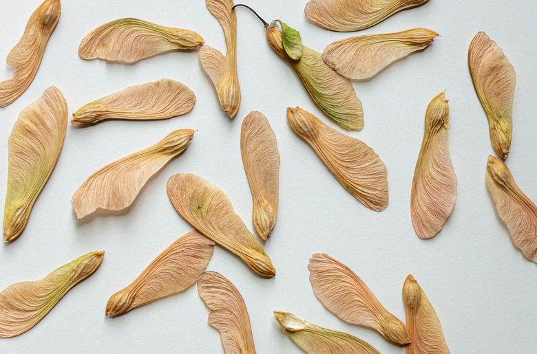 Maple tree seeds on a white background.