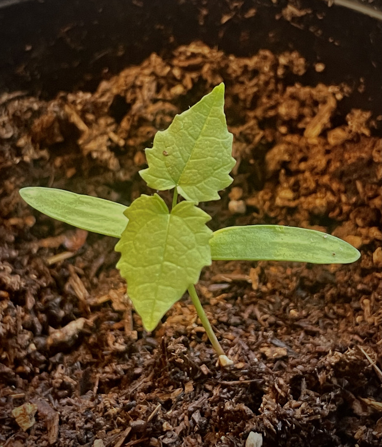 A maple tree seedling growing in Utah.