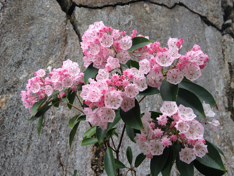 A bunch of wonderful pink mountain laurel Kalmia latifolia flowers growing near some rocks.