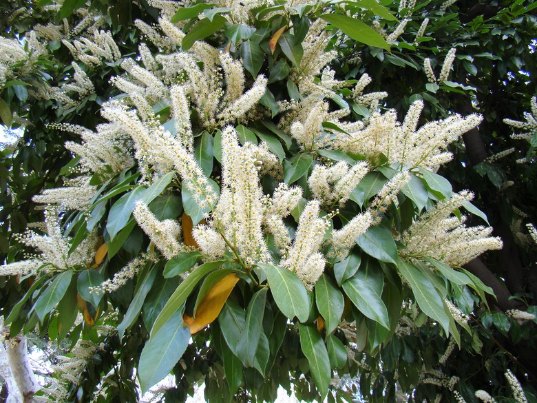 A large amount of cherry laurel Prunus laurocerasus flowers blooming on the same plant.