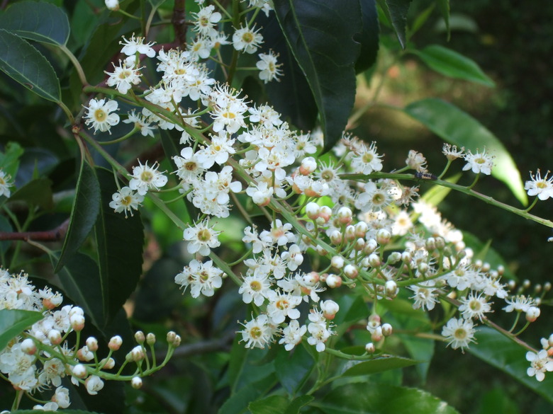 A handful of delightful Portuguese cherry laurel Prunus lusitanica flowers.