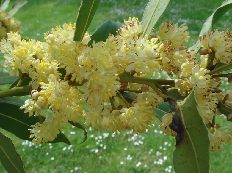 A close-up of some delicate yellow flowers from a bay laurel Laurus nobilis.