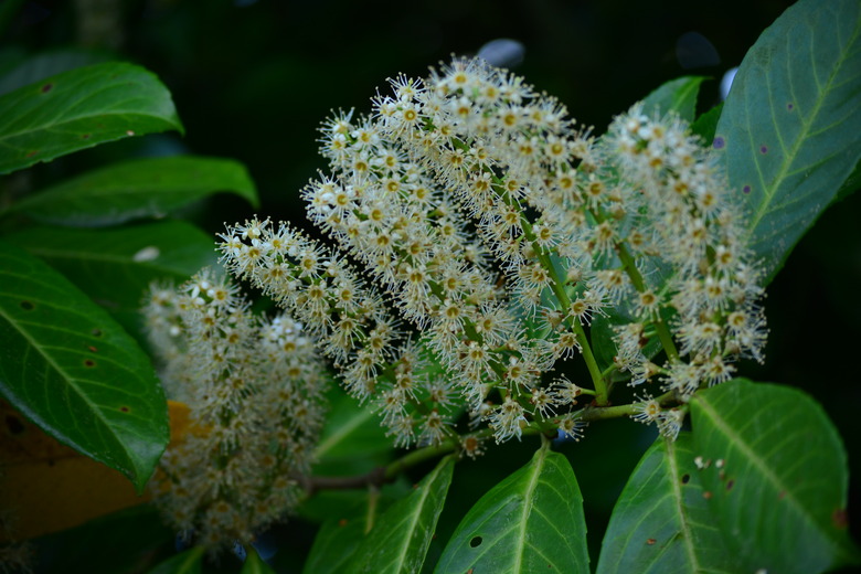 A few Carolina cherry laurel Prunus caroliniana flowers at night.