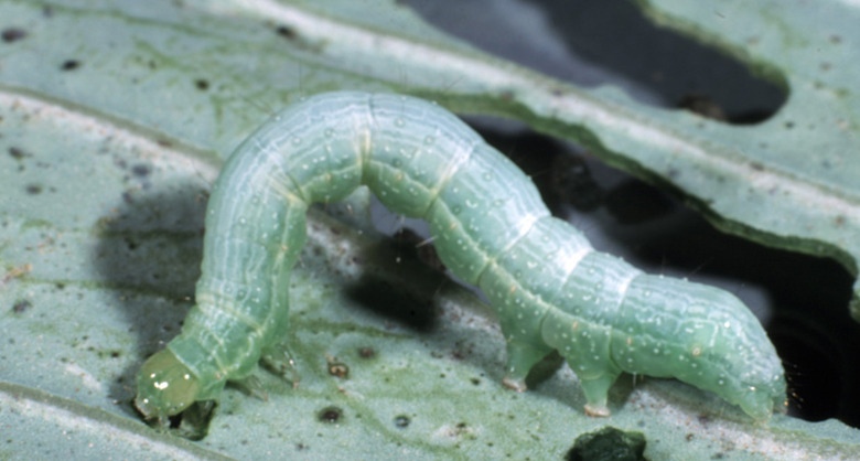 A light green cabbage looper Trichoplusia ni crawling along a leaf.