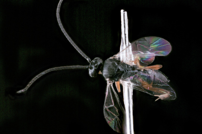 A braconid wasp Cotesia congregates set against a contrasted black background.