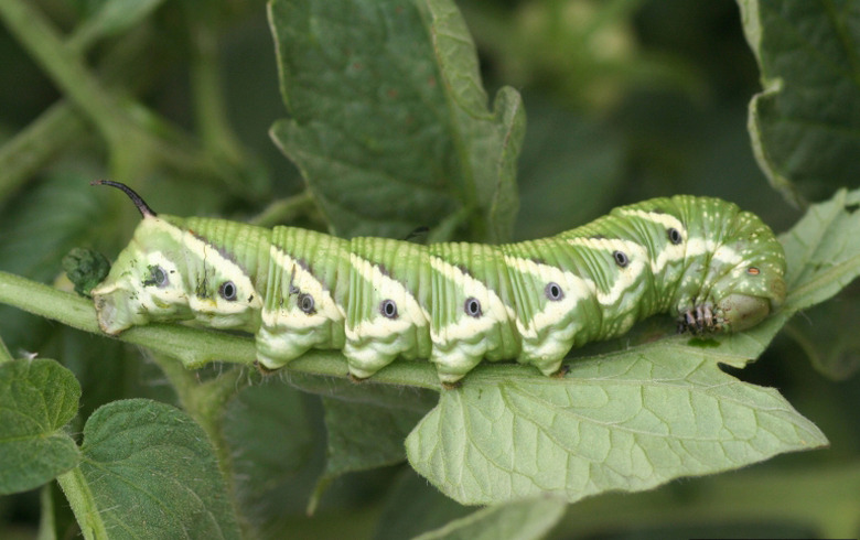 A big green tomato hornworm Manduca quinquemaculata crawling on a plant's stem.