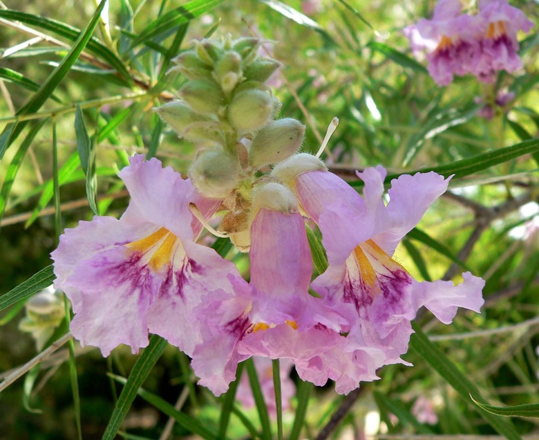 Pink flowers from a desert willow tree Chilopsis linearis point down toward the ground.