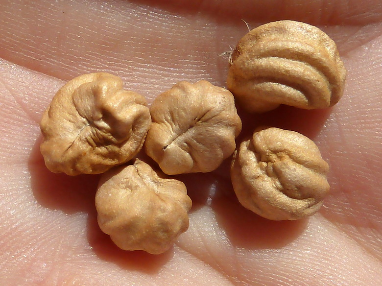 A hand holding out some garden nasturtium Tropaeolum majus seeds.