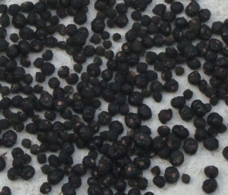 Dark black Malabar spinach Basella alba seeds laid out on a napkin.