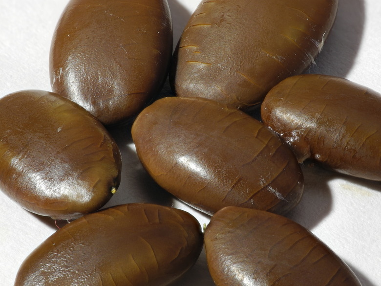 A close-up of some honey locust Gleditsia triacanthos seeds.