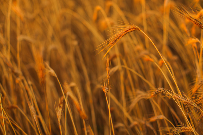 A close-up of some cereal rye spikes.