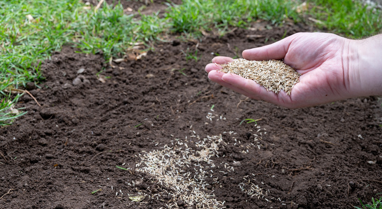 A hand spreading grass seeds above an area of the lawn with no grass.