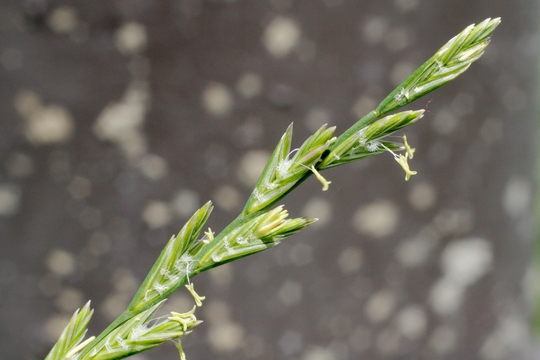 A close-up of some perennial ryegrass Lolium perenne.