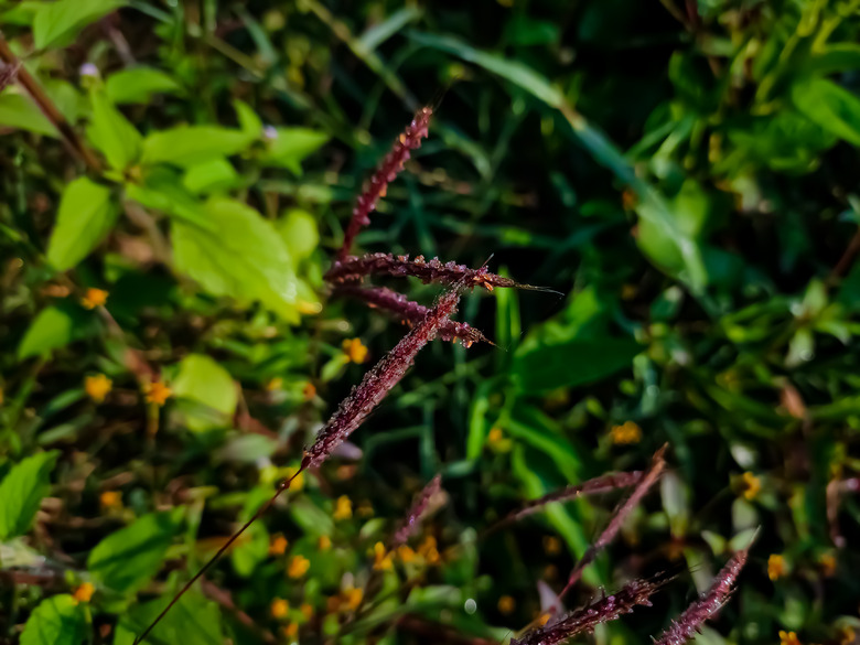 A close-up of some seed clusters of Virginia wildrye Elymus virginicus.
