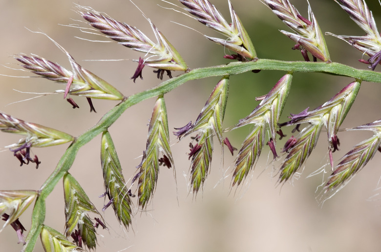 A flowering spike of annual Italian ryegrass Lolium multiflorum.