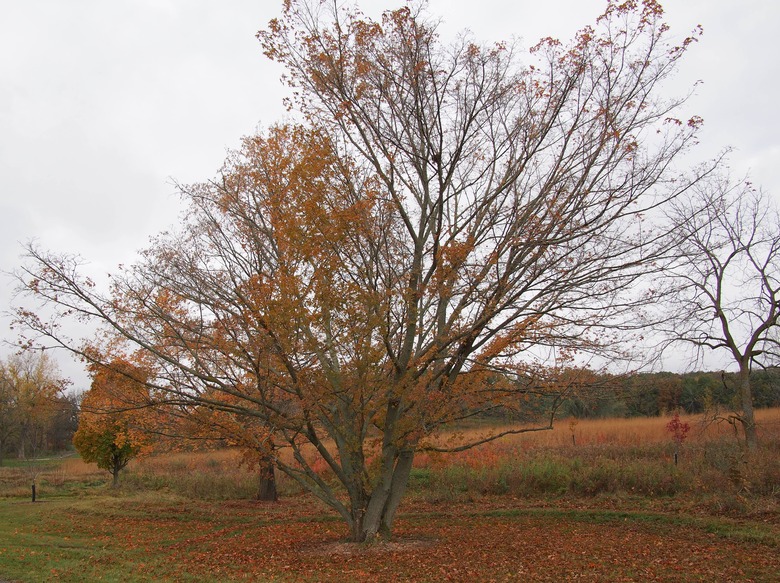 A shantung maple Acer truncatum shedding its orange and red leaves in the fall.