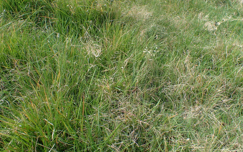 A full-frame shot of some Cody buffalo grass Bouteloua dactyloides 'Cody'.