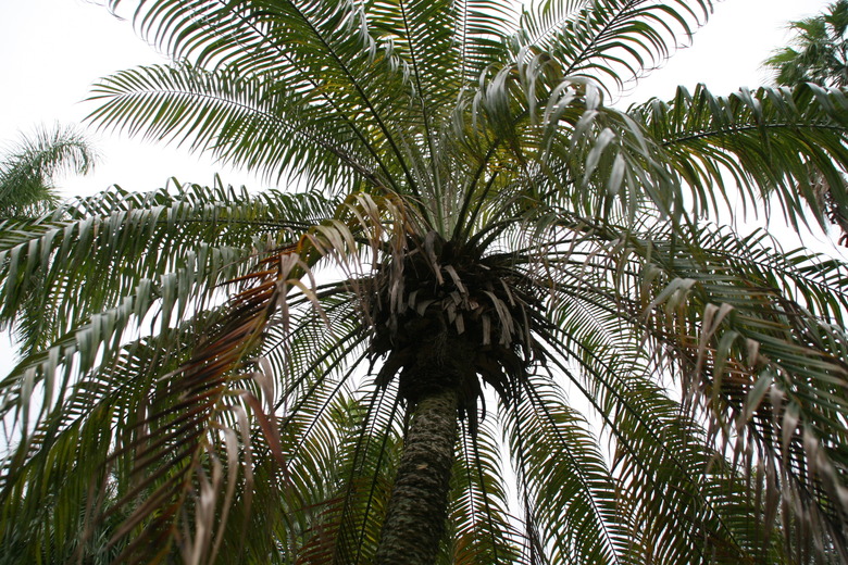 An upshot of a robellini palm tree Phoenix roebelenii at Fairchild Tropical Botanic Garden in Miami