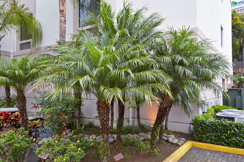 A few robellini palm trees Phoenix roebelenii growing near a building.