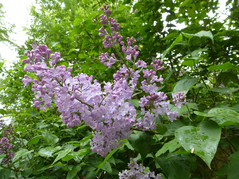 Link pink flowers sprout forth from a Japanese tree lilac Syringa reticulata tree.
