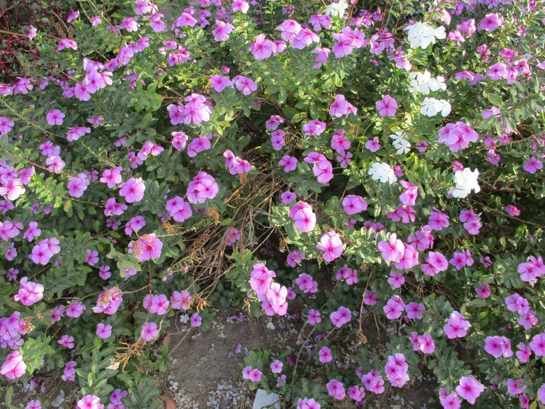 A great many pink annual vinca Catharanthus roseus flowers in bloom.