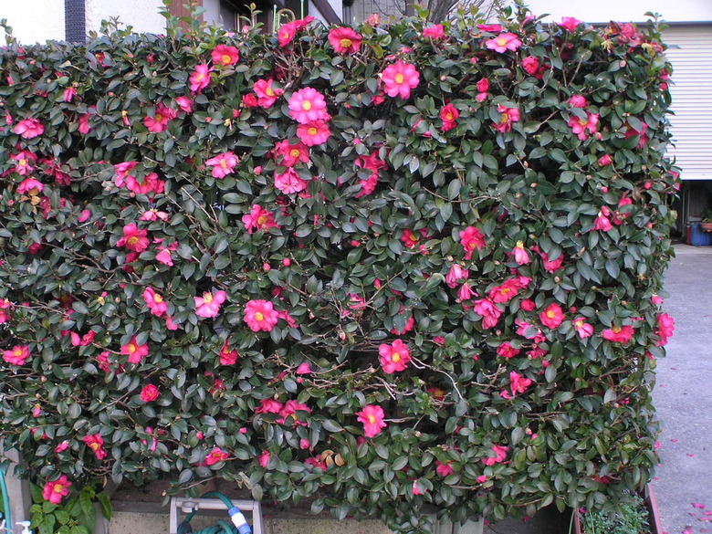 A well shaped sasanqua camellia Camellia sasanqua plant.