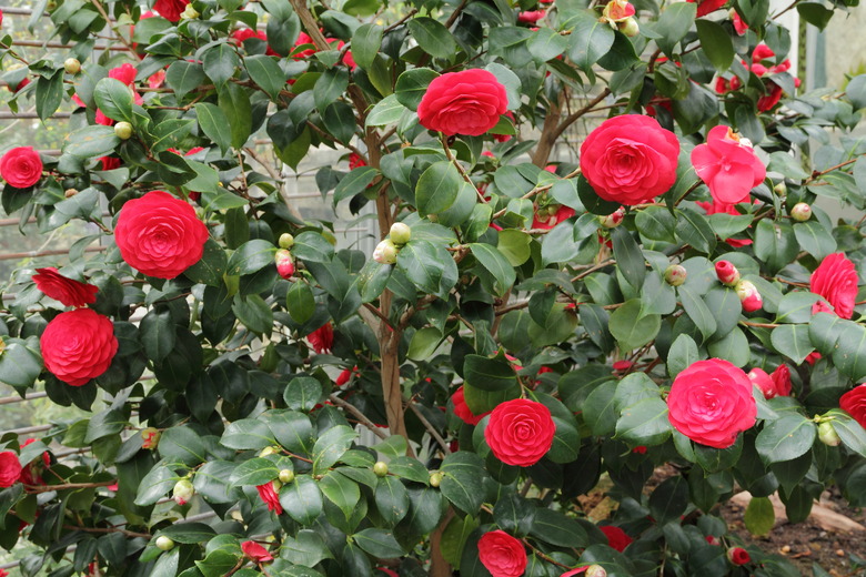 Deep red Japanese camellia Camellia japonica flowers blooming.