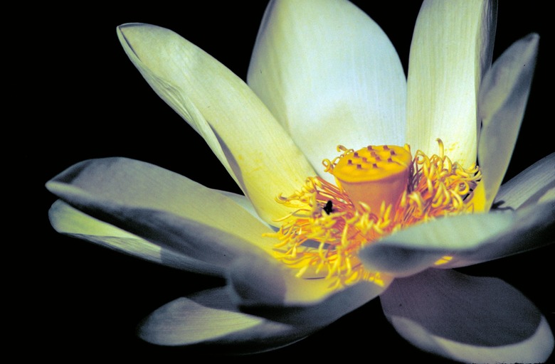 A close-up of a white American lotus Nelumbo lutea flower set against a black background.