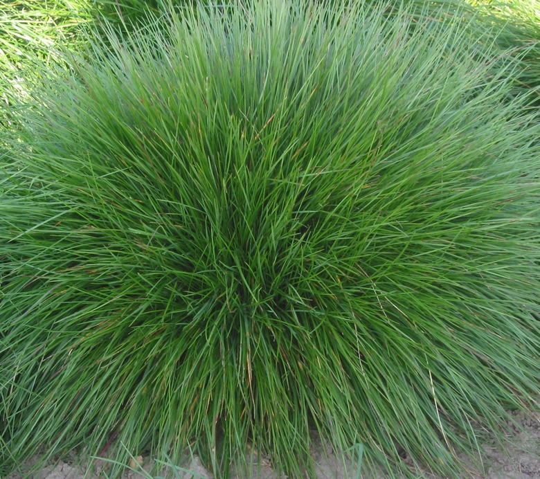 A ball of chewings fescue Festuca rubra L. ssp. commutata in a delightfully green color.