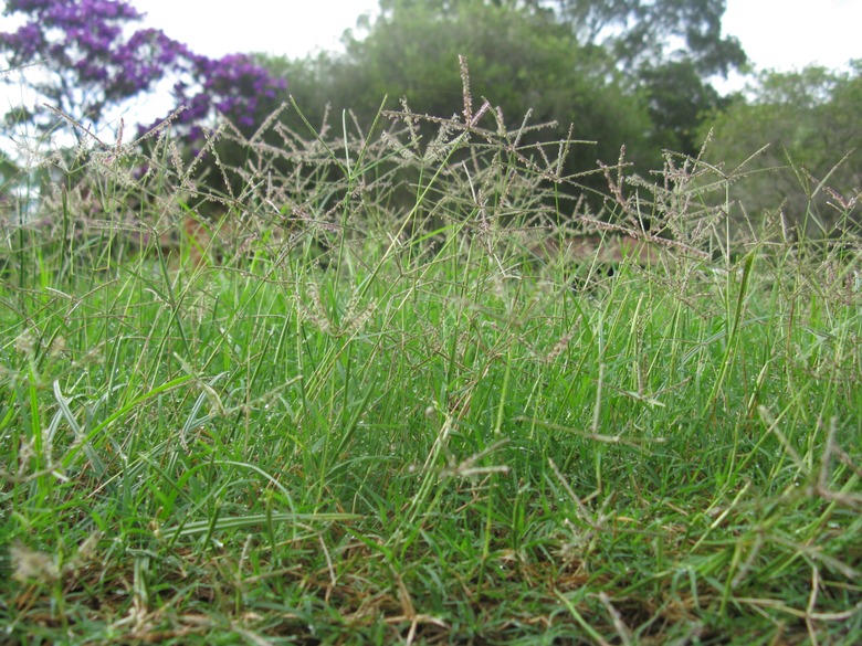 A low-to-the-ground shot of some Bermudagrass Cynodon dactylon.