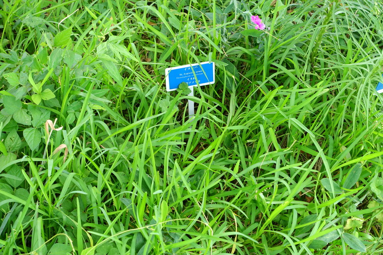 A close-up of some St. Augustine grass Stenotaphrum secundatum with a little sign confirming its name and species.