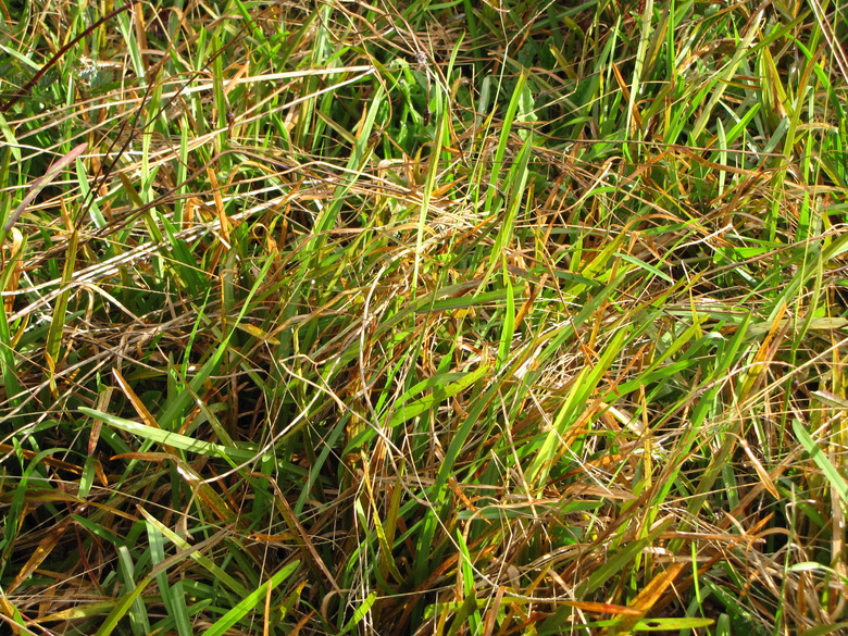 A close-up of some carpetgrass Axonopus fissifolius.