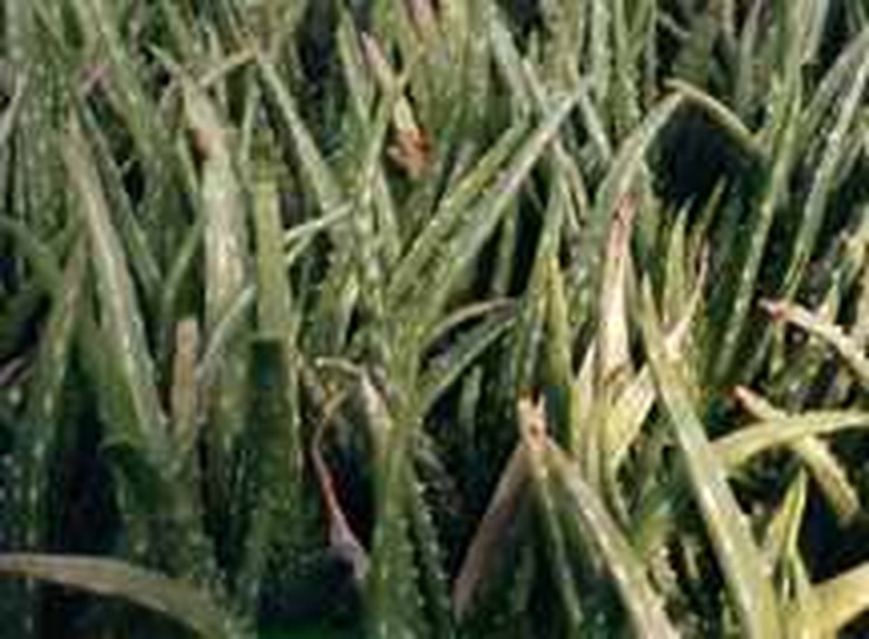aloe vera