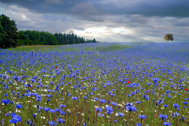 Blooming cornflowers and poppies in a rye field.