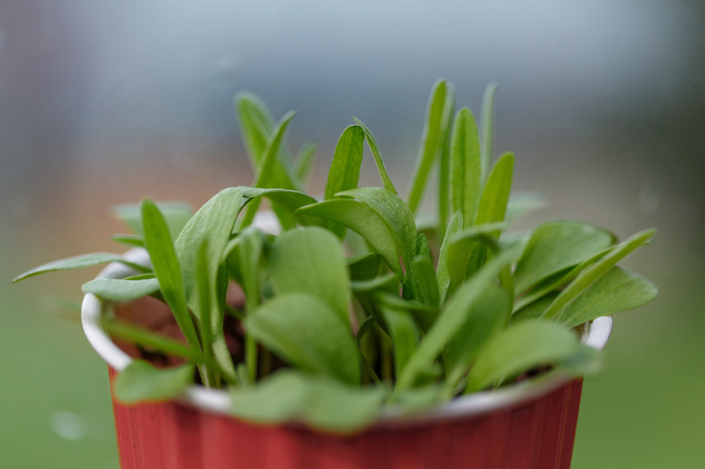 Bachelor button seedlings growing in a red plastic cup.