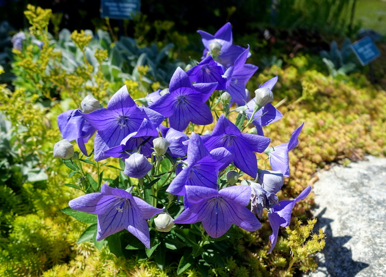 A close-up of some Sentimental Blue balloon flowers Platycodon grandiflorus 'Sentimental Blue'.