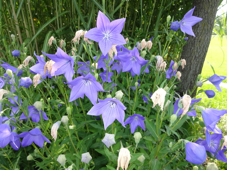 A group of beautiful balloon flowers Platycodon grandiflorus growing together.