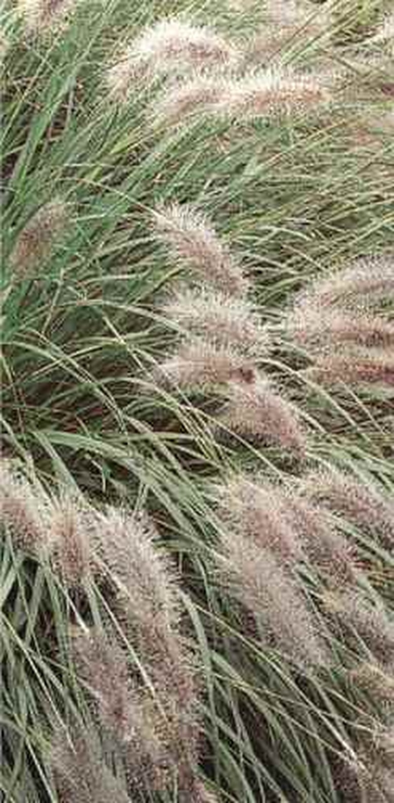 Pennisetum alopecuroides