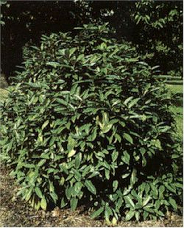 Japanese Aucuba