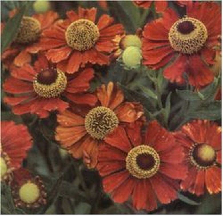 Sneezeweed Helen's Flower Helenium