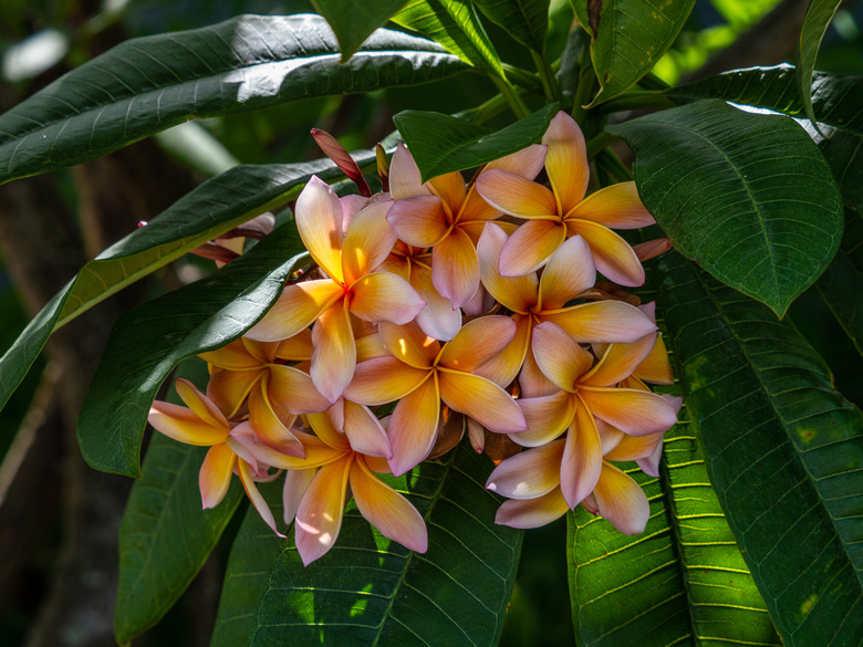 Splendid red frangipani Plumeria rubra flowers grow in the shade with colors of red