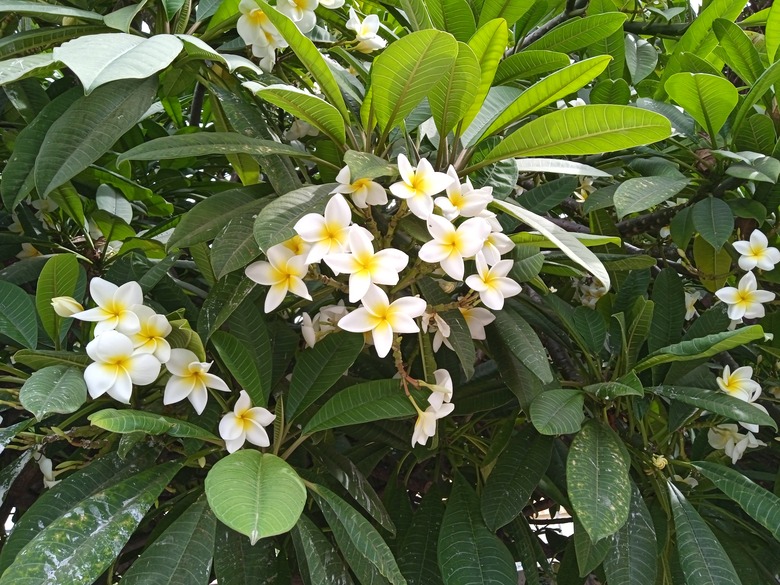 Some delicate white Plumeria alba flowers poke out of a large bush.